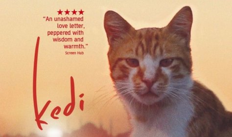 Турецкий фильм «Город кошек» назван одним из лучших в 2017 году по мнению Timе