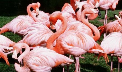 Птенцы фламинго на озерах Турции: уникальное зрелище, которое можно увидеть в июле