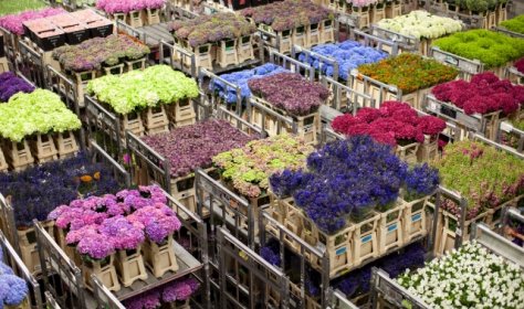 Красоту Аланьи обеспечивает городская «Цветочная фабрика»