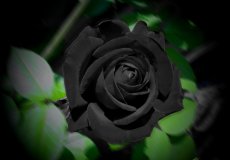 черная роза