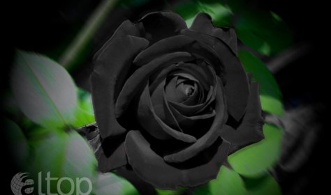 В Турции цветет легендарная черная роза