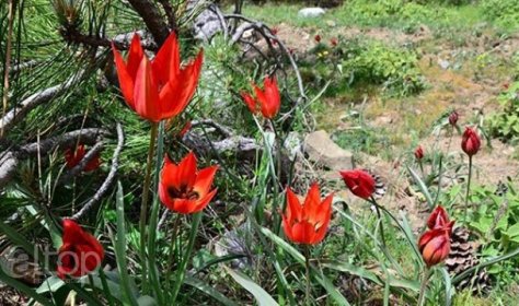 Не рвите дикие цветы в Турции, штраф - $10 000