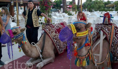 В Анталье запретят покатушки на верблюдах