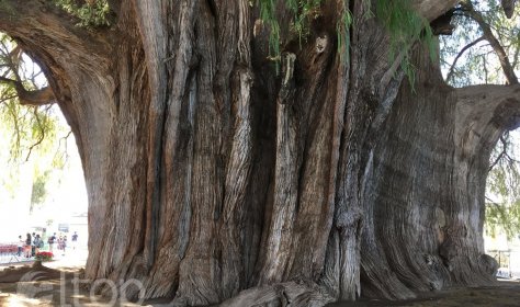 Тысячелетний кипарис — памятник природы