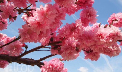 Февральский праздник цветения миндаля в Турции