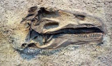 Скелет неизвестного животного – интригующая находка в Турции