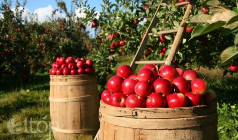 В Турции появится первый национальный сад фруктов