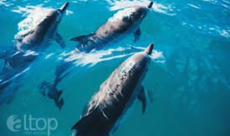 Дельфины у берегов Аланьи