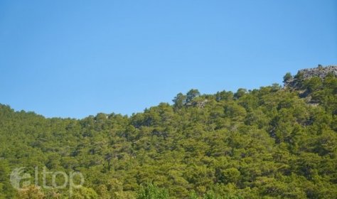 Турция растит новые леса