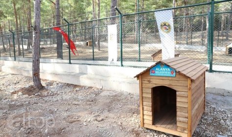 Аланья открыла сад для собак
