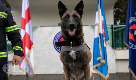 Грузинский пес стал героем после спасательной операции в Турции 